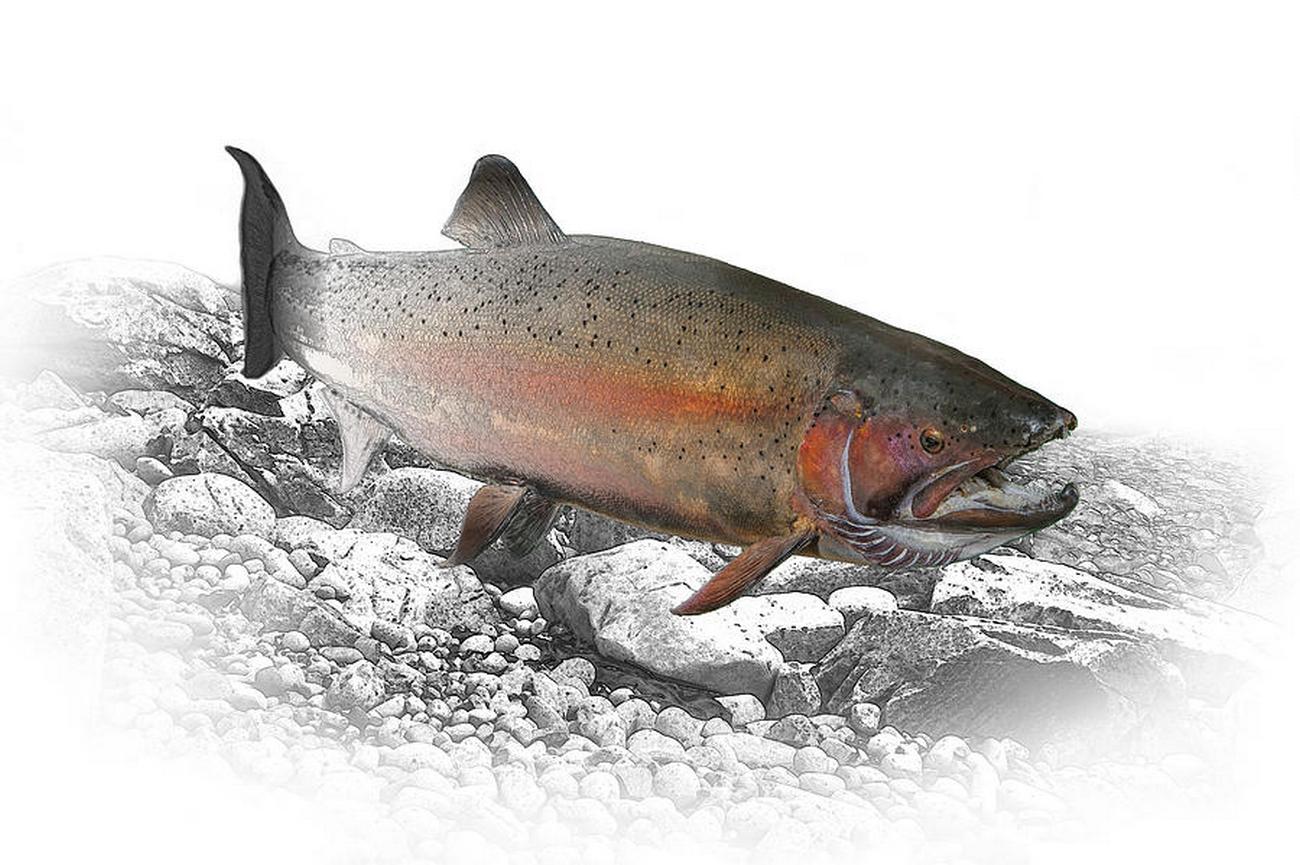 Rainbow Trout (Steelhead)